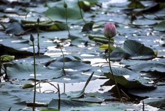 Sacred lotus Laxmi lotus, Indian lotus (Nelumbo nucifera) flower Tamil Nadu, South India, India,