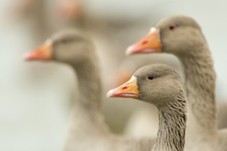 Greylag goose