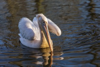 Pelican