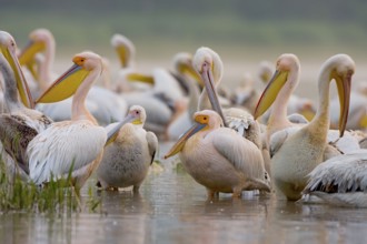 Great white pelicans (Pelecanus onocrotalus), Greece