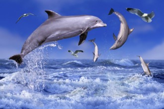 Bottlenose dolphins (Tursiops truncatus) and gulls (porpoises) (animals) (outside) (outdoor) (side)
