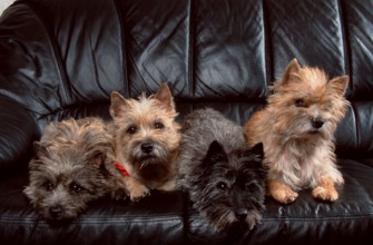 Cairn-Terrier