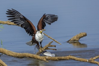 African Fish Eagle (Haliaeetus vocifer), Africa, Zambia, Zambia, hunting, prey, fish