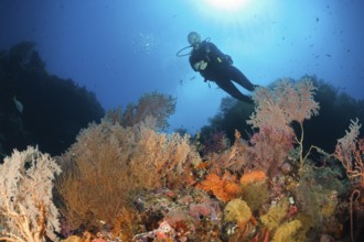 Scuba Diver over Coral Reef, New Ireland, Papua New Guinea | Scuba Diver over Coral Reef, New