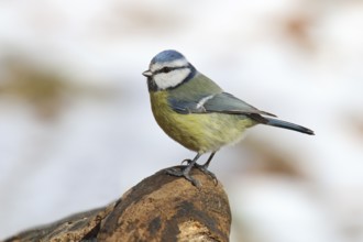 Blue Tit, Cyanistes caeruleus
