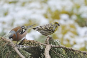 European Serin on a branch. European Serin on a trunk
