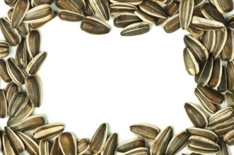 Raw sunflower seeds.Isolated border on white