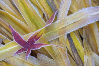 A frozen red leaf lies on yellow, frosty grasses, Kassel, Hesse, Germany
