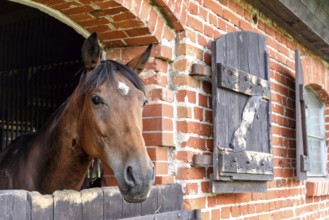 Stud farm in Masuria