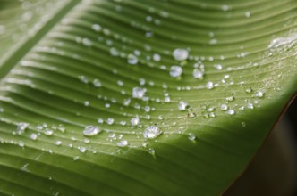 Drops of water