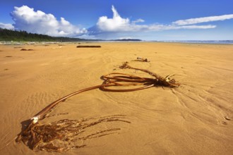 Ocean coast on island Vancouver, logs and seaweed