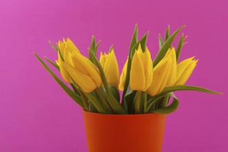 Yellow tulips on pink background in orange vase