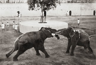 Old vintage photo of Elephants fighting