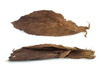 Dried tobacco leaves white isolated. Cuban aged tobacco