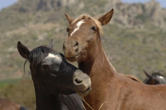 Playing young stallions, dark grey and chestnut