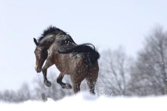 Orlov trotter at a gallop, snow