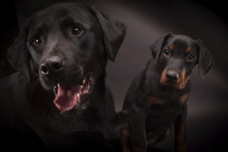 Doberman pinscher (Dobie) puppy in a studio setting