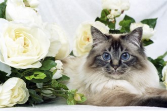 SACRED BIRMAN CAT, BIRMAN CAT, BIRMAN CAT, ADULT, SEAL-TABBY-POINT