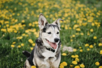 A playful dog with ears perked up in a field of dandelions