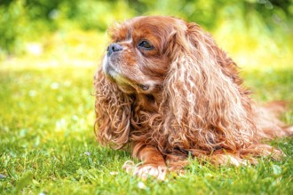 A lying dog breed Cavalier King Charles Spaniel with long fur enjoys the natural environment,