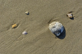 Shell on a beach in the Camarguein Provence