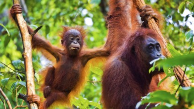 Orangutan, Pongo pygmaeus, Tanjung Puting National Park, Kalimantan, Borneo, Indonesia