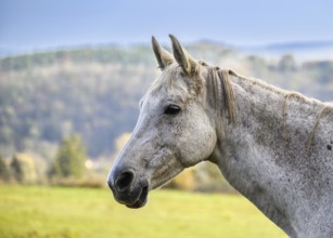 A view of a beautiful horse in nature in the background a pasture