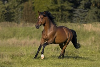 Brown Andalusian gelding galloping in the meadow, Germany
