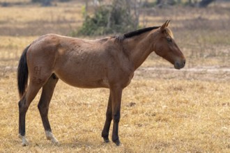 Andalusian horse (Pura Raza Española), perfect, Pantanal, inland, wetland, UNESCO Biosphere