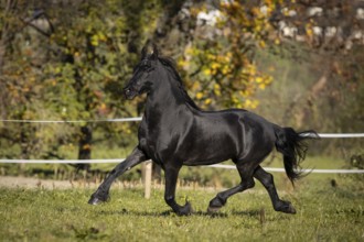 Frisian gelding in the pasture in autumn