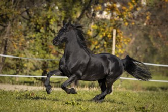 Frisian gelding in the pasture in autumn