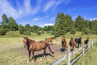 Riding horses in a pasture by a fence