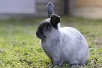 A beautiful lop rabbit against an isolated background of long green grass