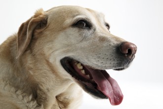 Portrait of a blonde Labrador in the studio