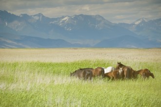Group of horses grazing at green pasture, faded image