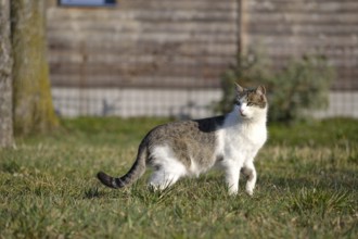 Grey and white domestic cat searches attentively for food in the meadow