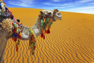 Well-groomed, sleek camel, decorated with colorful garlands and tassels, stands atop the sand dunes