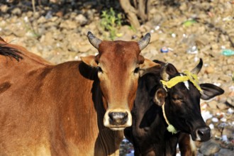 Jaipur, Rajasthan, North India, India, Asia, Two cows standing quietly together on a dusty road