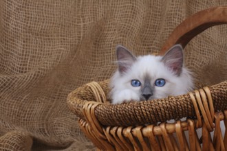 SACRED CAT OF BIRMA, SACRET CAT OF BIRMA, BIRMAN CAT, SITS IN BASKET