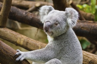 Koala (Phascolarctos cinereus)
