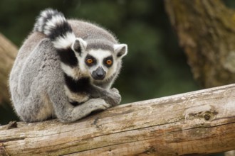 Katta (Lemur catta)