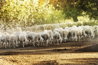 Herd sheep in the forest.Pastel colors