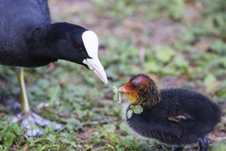 A Coot with a chick in a Park, Ziegeleipark Heilbronn, Germany
