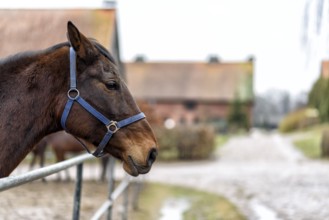 Two bay horses in a paddock on a farm in eastern Poland in Europe