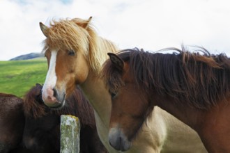 Herd of Icelandic horses magnificent. Well-groomed buckskin and bay horses graze and play with each