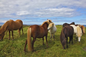 Icelandic horses. Beautiful and well-groomed horse chestnut and white suit on free ranging