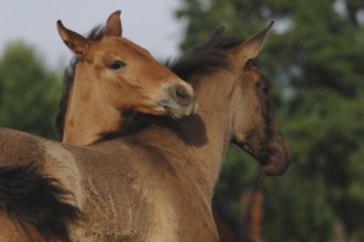 Two P.R.E., Pure Spanish Horse foals