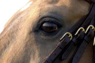 Horse eye Iberian stallion