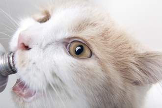 Portrait of a small beautiful white cream coloured cat