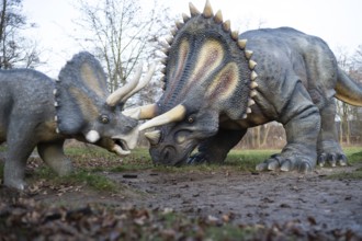LUBIN, POLAND - DECEMBER 31, 2023 - Realistic model of dinosaur triceratops in Park Wroclawski.